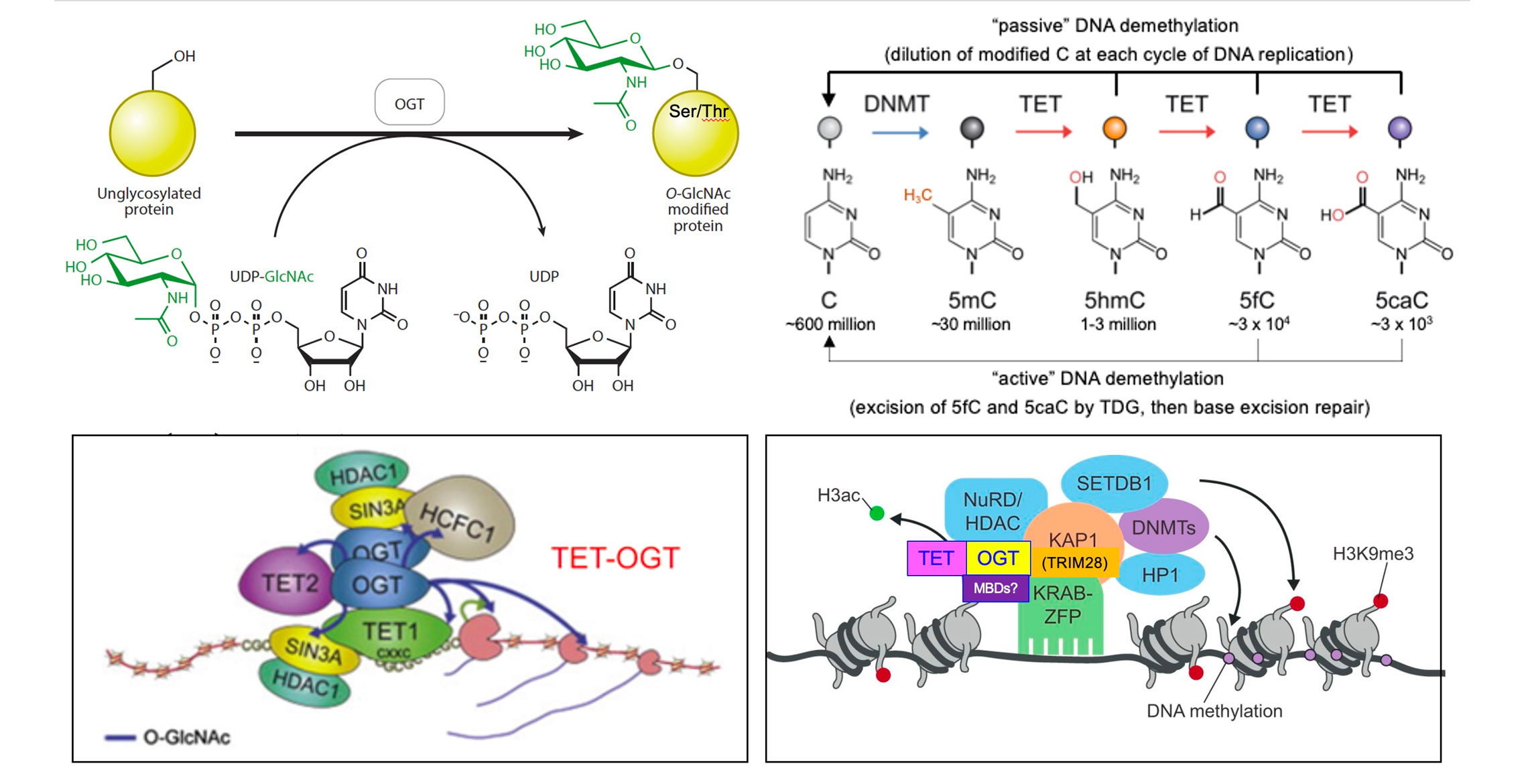 2 of 3, Passive DNA methylation